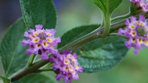 Melissa officinalis e sono o que a ciência diz sobre essa planta calmante